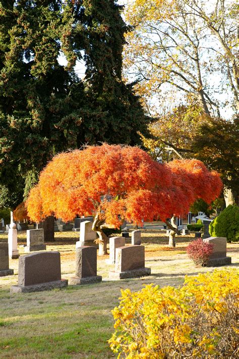 The island cremations facility has a surprising view 8