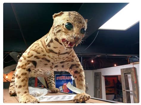 Почему чучела выглядят так странно, смешно и упорото? | Пикабу