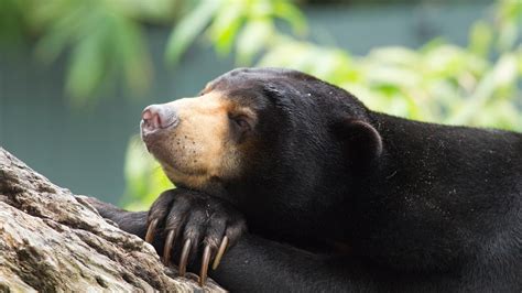Sun Bear | Perth Zoo