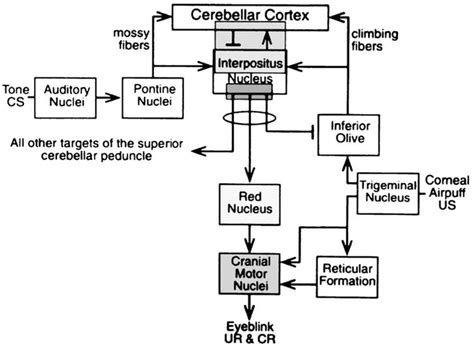 Simplified diagram of the cerebellar memory circuit of the essential ...
