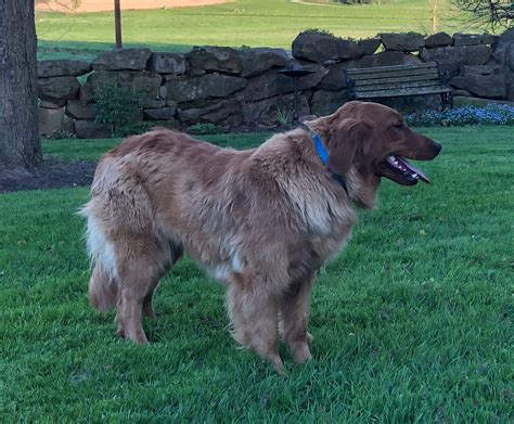 Red Golden Retriever