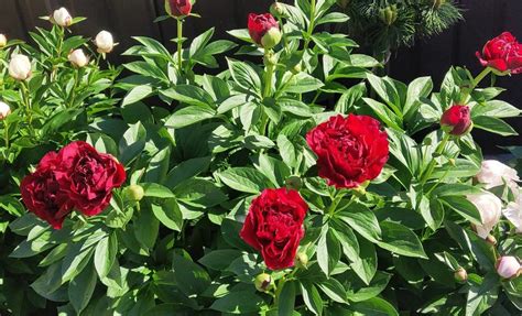 Пионы травянистые