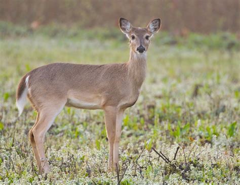 Whitetail Doe In Late March | Steve Creek Photography