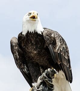 royalty  photo white  brown eagle pickpik