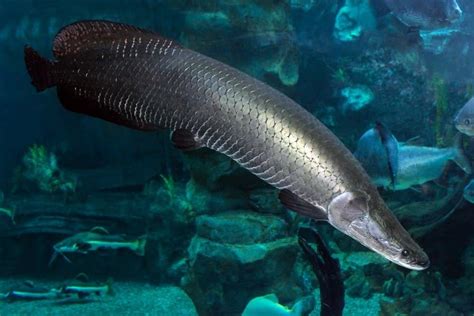 arapaima animal facts arapaima   animals