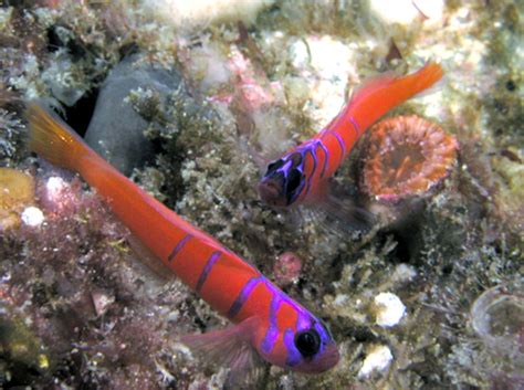 Gobies | database.fish