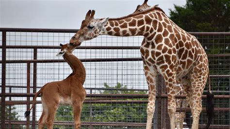 Spotless giraffe spotted in Africa after Tennessee's calf born, foundation says