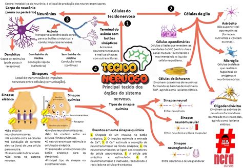 Tecido Nervoso Mapa Mental - NAZAEDU