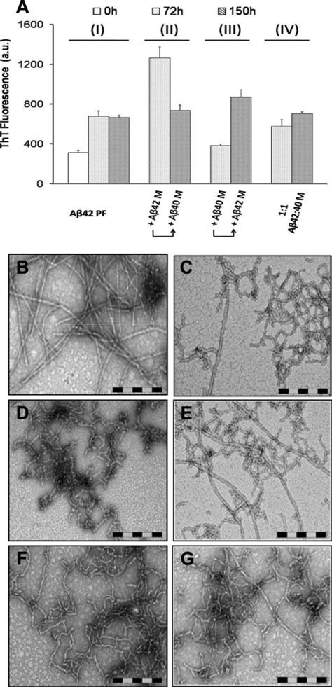 Monomeric A40 And A42 Exchange Along Different Stages Of Amyloid