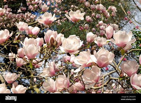 Magnolia Milky Way In Flower Stock Photo Alamy