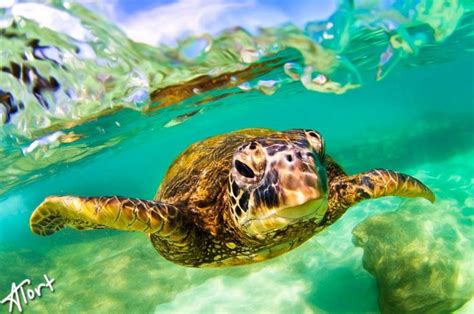 53 best images about Hawaii Wildlife on Pinterest | Oahu, Baby sea ...