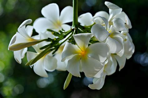 Plumeria Flores Planta Foto Gratis En Pixabay Pixabay