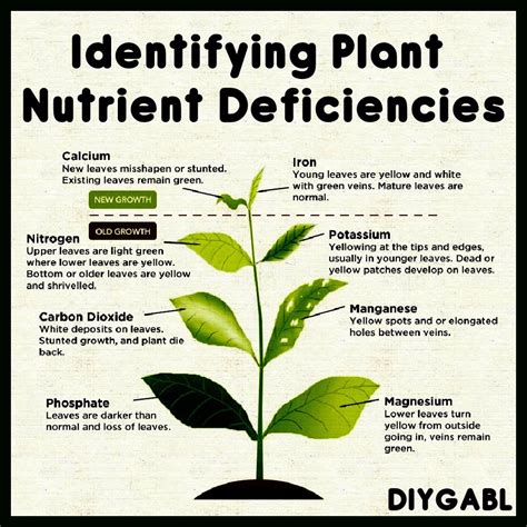 Identifying Plant Nutrient Deficiencies Diy Gardening And Better Living
