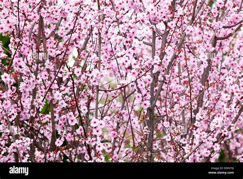 Chinese plum tree hi-res stock photography and images - Alamy