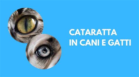 Cataratta In Cani E Gatti Cause Sintomi Trattamento