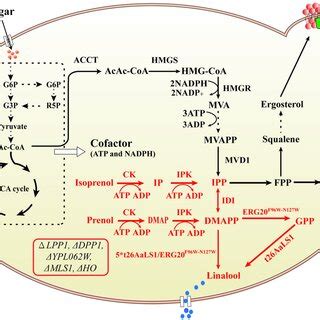 Linalool Production From Engineered S Cerevisiae Strains A Total Ion