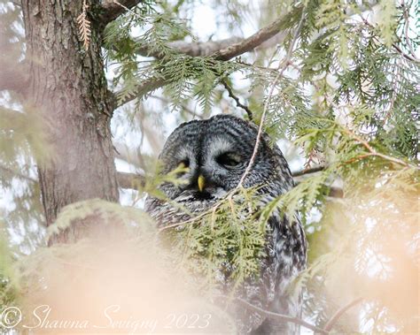 Great Grey Owl Chouette Lapone ShawnaSevigny Flickr