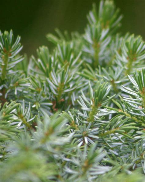 Dwarf Serbian Spruce Jeffries Nurseries