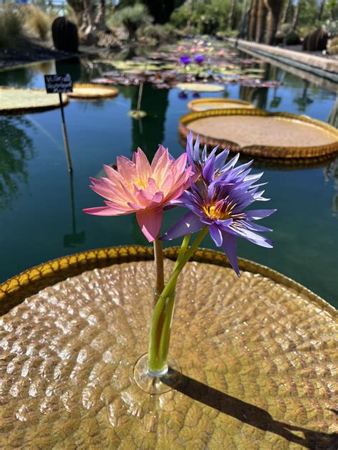 Oasis Desert CITY - Desert CITY