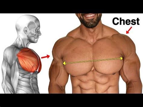 exercises  killer chest workout  gym youtube chest