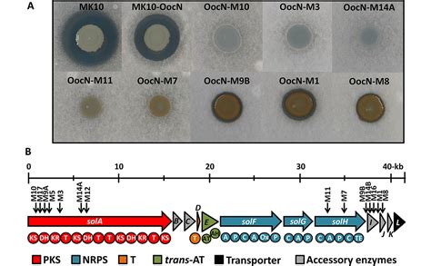 New Antibiotic Solanimycin Discovered In A Pathogenic Bacterium In Potatoes Dickeya Solani