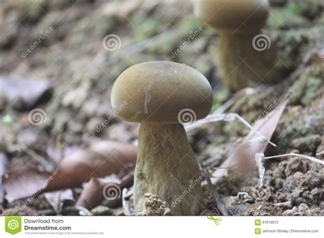 Mushroom Stock Photo Image Of Green Forest Growing 91818912