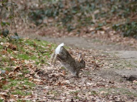 How To Pick Up A Rabbit That Runs Away Tips To Pick Up Your Rabbit