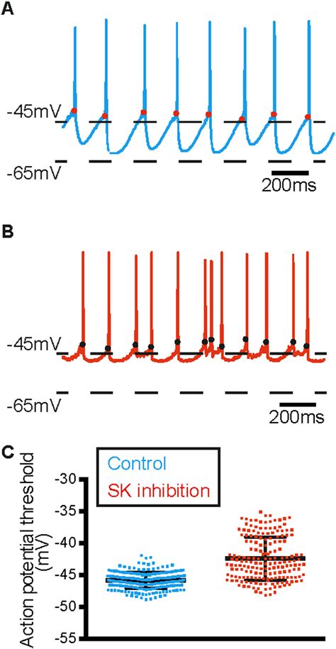 action potential threshold depolarises    variable