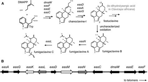 Ergot Alkaloid Pathway And Gene Cluster In N Fumigata A Key Download Scientific Diagram