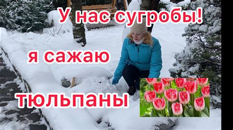 Можно ли сажать тюльпаны в ноябре gardening in Ukraine - YouTube