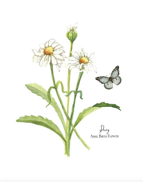 April birth flower daisy shasta daisy giclee print – Artofit