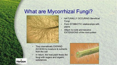 Benefits Of Mycorrhizal Fungi