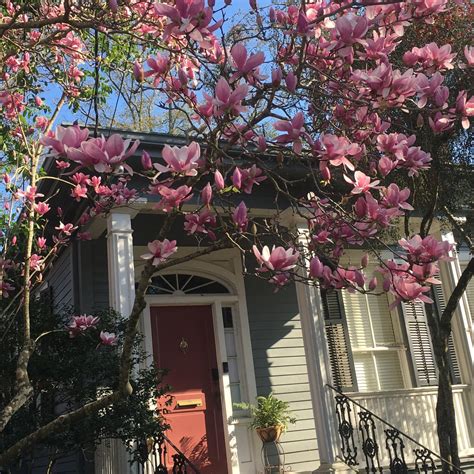 japanese magnolia tree 6