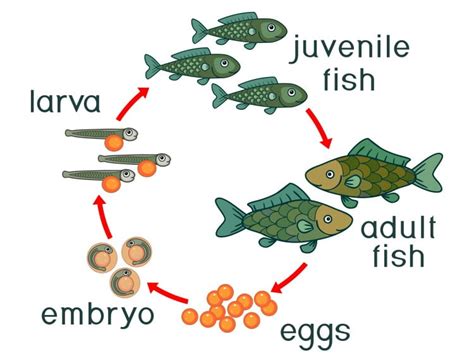 Fish Life Cycle Learn About Nature