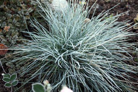 GREEN DESIGN: Овсяница сизая - Festuca cinerea