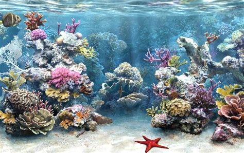 🔥 [150+] Live Fish Aquarium Wallpapers | WallpaperSafari