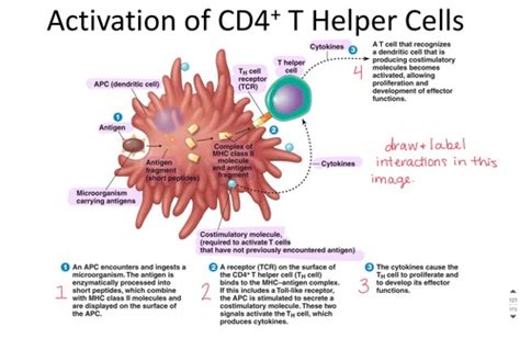 Microbiology Flashcards | Quizlet 