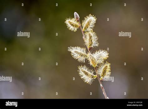 Salix Caprea Goat Willow Pussy Willow Or Great Sallow Stock Photo Alamy
