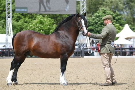 The Welsh section C: the popular dual-purpose ponies of cob type ...