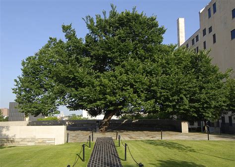 The Oklahoma City Survivor Tree | American Elm in 2021 | Oklahoma city ...