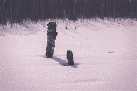 Frozen Naked Dry And Dead Forest Trees In Snowy Landscape Vint Stock Image Image Of Pine