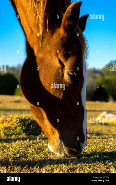 Ombre De Cheval Banque De Photographies Et Dimages à Haute Résolution