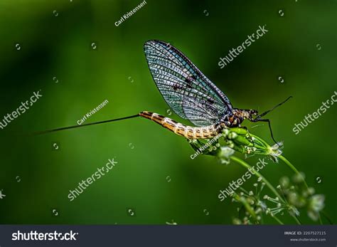 mayfly dun sitting  green leaf stock photo  shutterstock