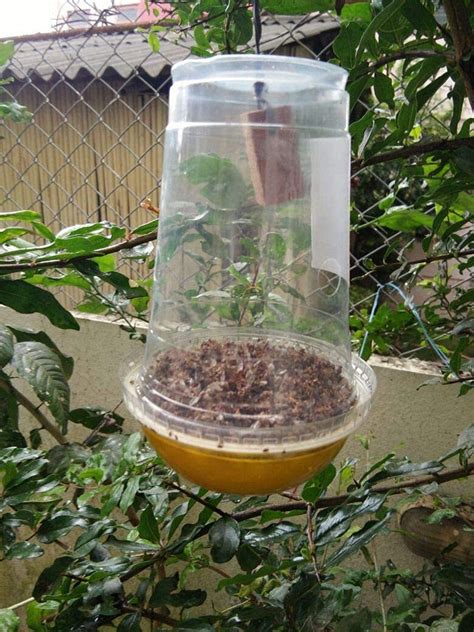 Buy Melon Fruit Fly Pheromone Trap At Best Price In India