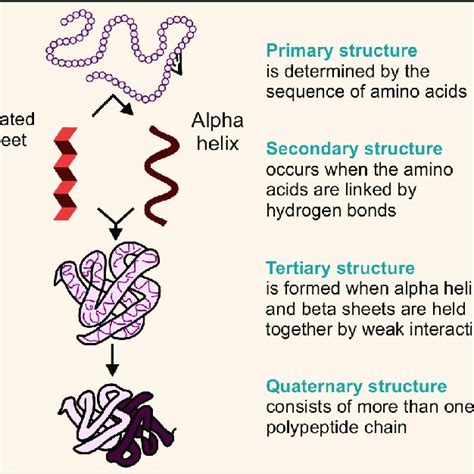 4: Primary structure of human insulin | Download Scientific Diagram