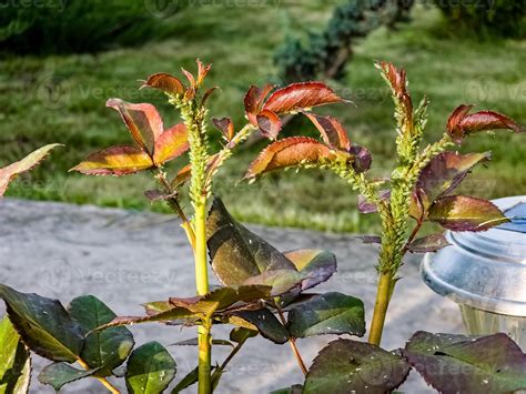 Green aphids on roses. Aphidoidea. Pests damage the plant and spread