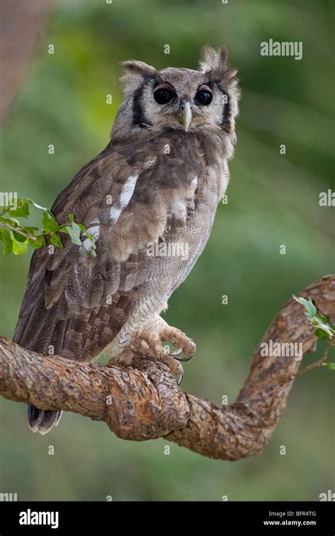 Verreauxs Eagle Owl Hi Res Stock Photography And Images Alamy