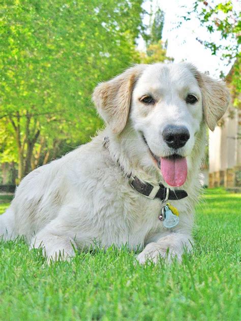 Golden Retriever Peculiaridades De La Raza