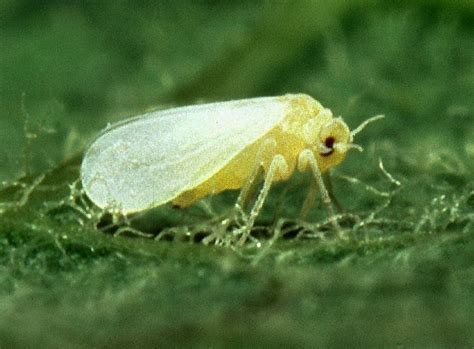 How To Control Whitefly On Tomato Plants The Garden Of Eaden