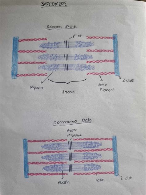 Solved Create Two Drawings Of A Sarcomere One In Its Contracted